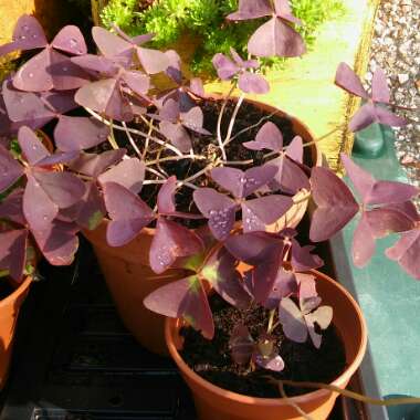 Oxalis 'Black Velvet'