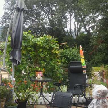 Laura's garden