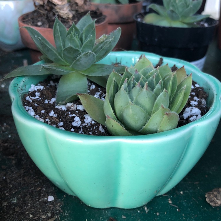 Plant image Sempervivum Cutix