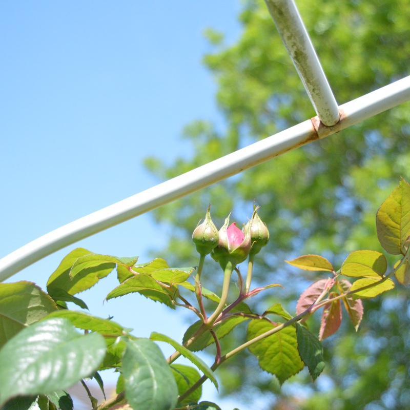 plant image 100512