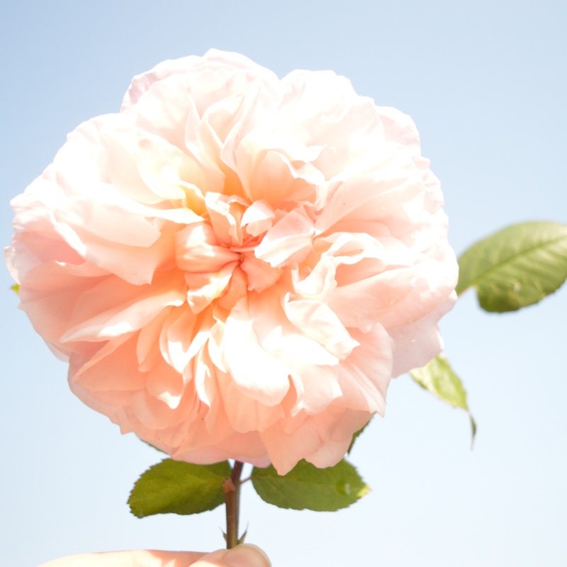 plant image 110517