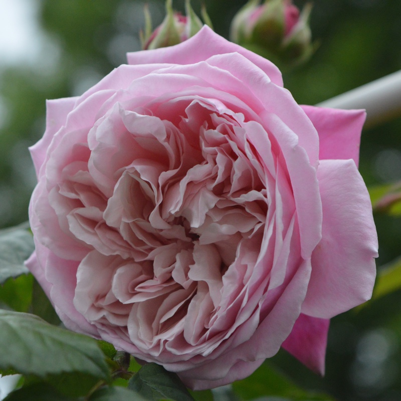 Plant image Rosa 'Spirit Of Freedom'