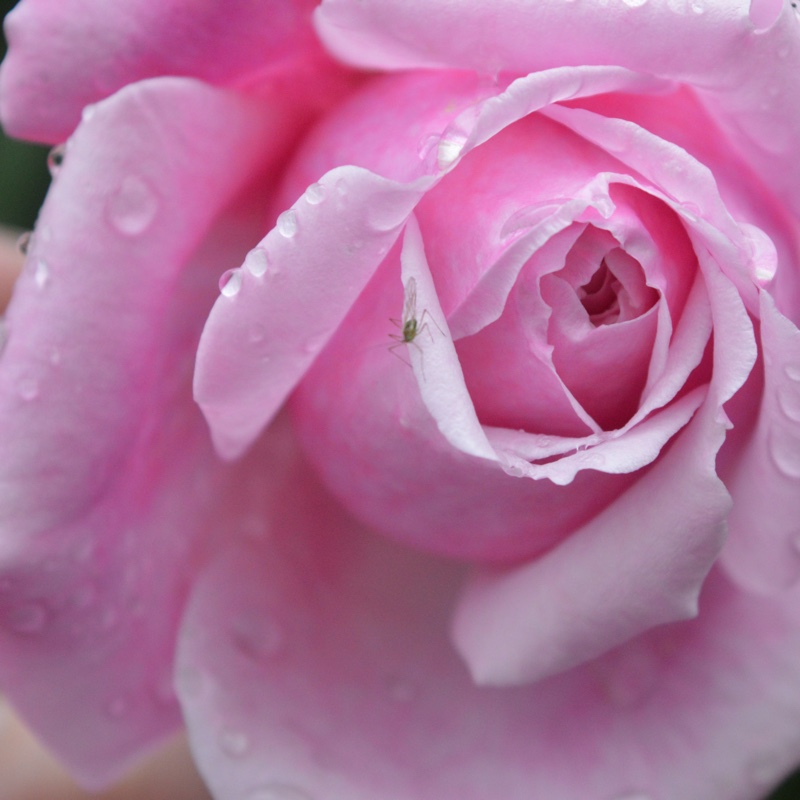 plant image 114103