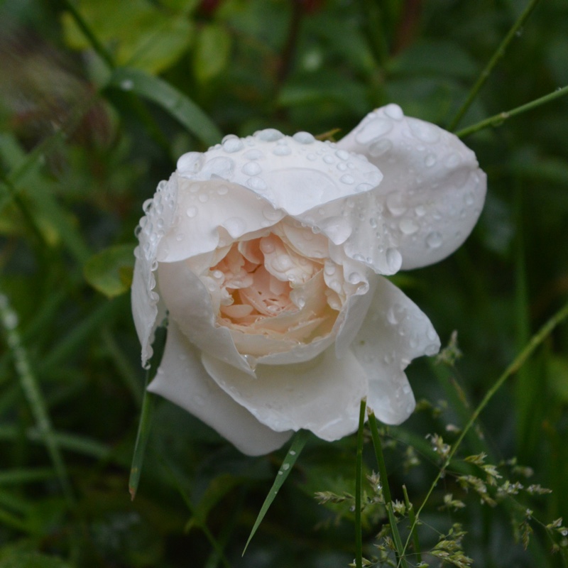 Rose 'Desdemona'