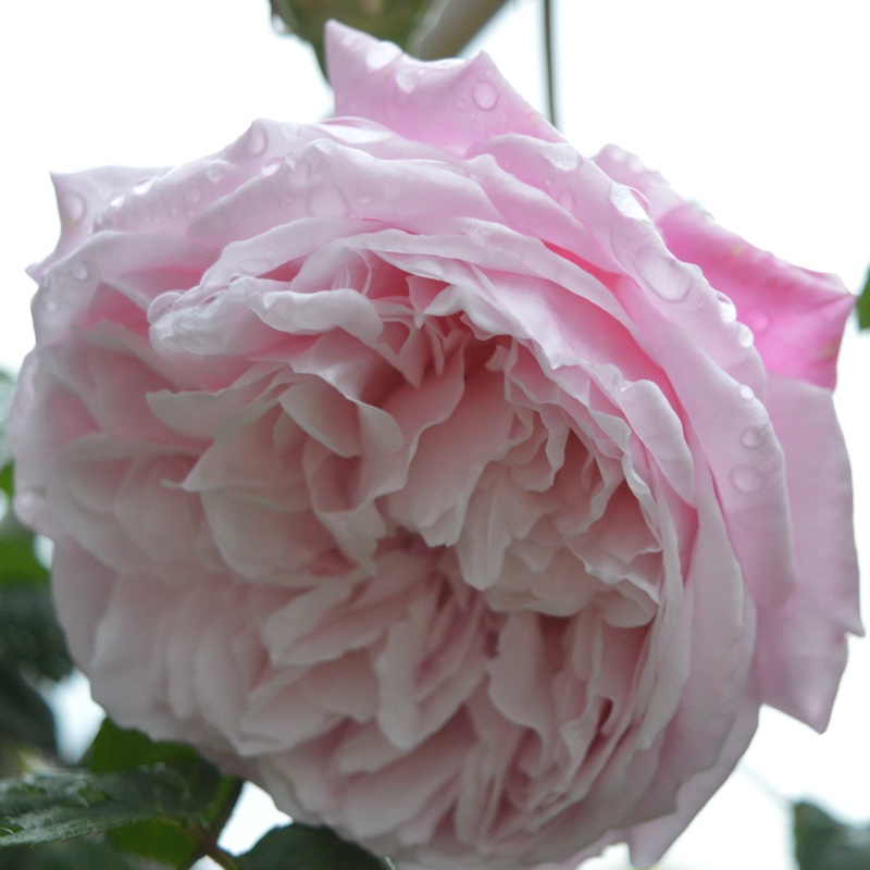 Old Rose 'Spirit Of Freedom'