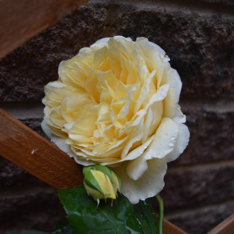 Plant image Rosa 'Teasing Georgia'