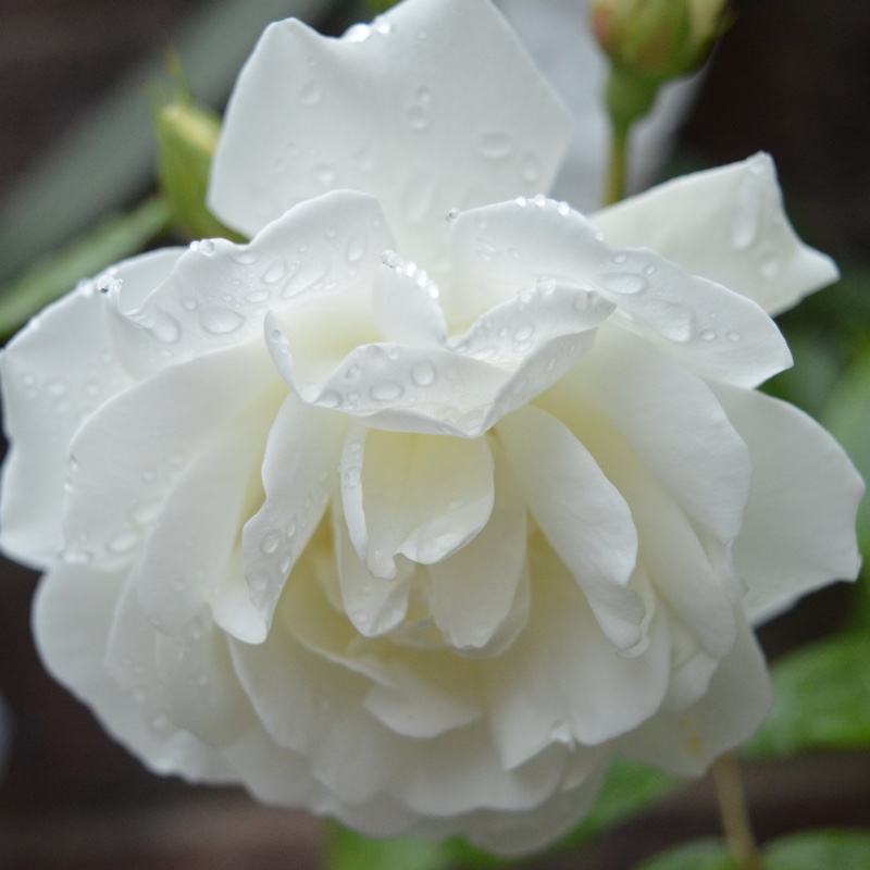 plant image 114125 plant image 114125