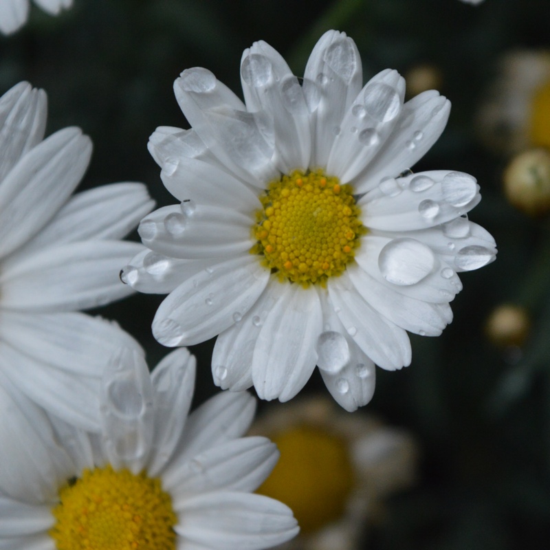 Shasta Daisy 'Polaris'