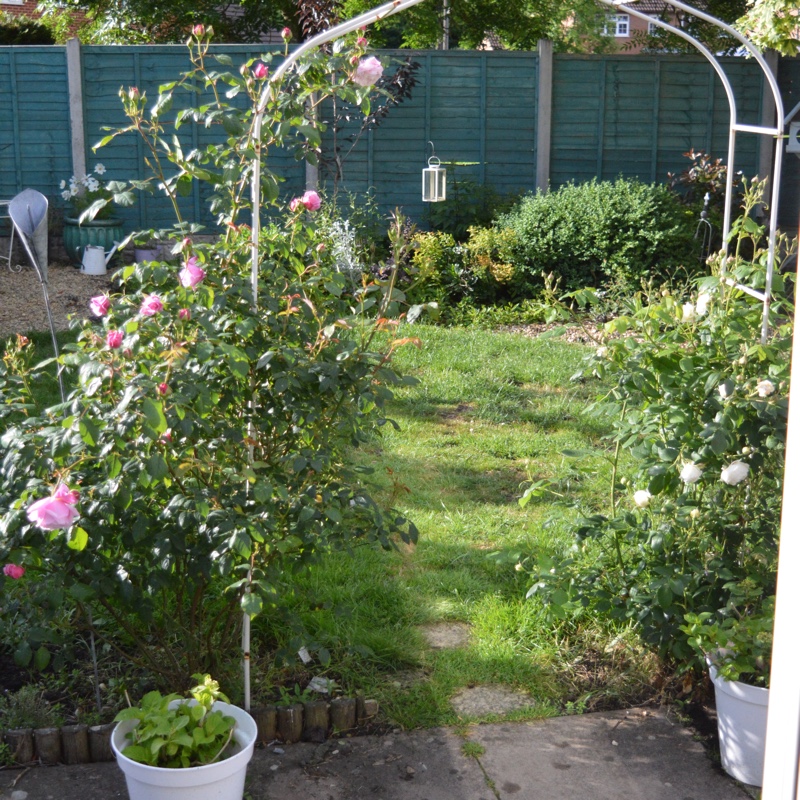 Laura's garden