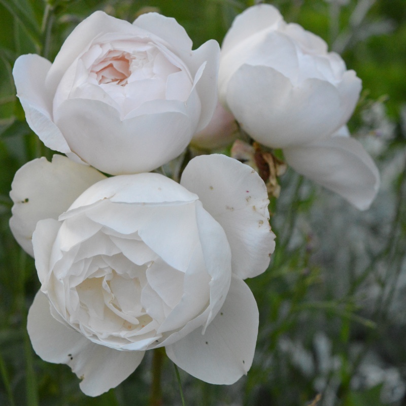 Rose 'Desdemona'