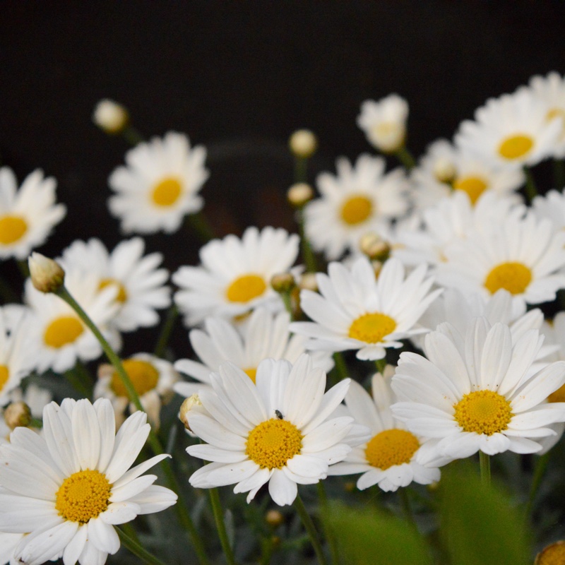 Shasta Daisy 'Polaris'