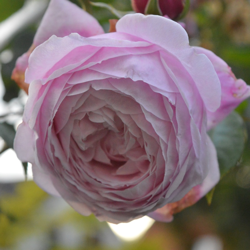 Old Rose 'Spirit Of Freedom'