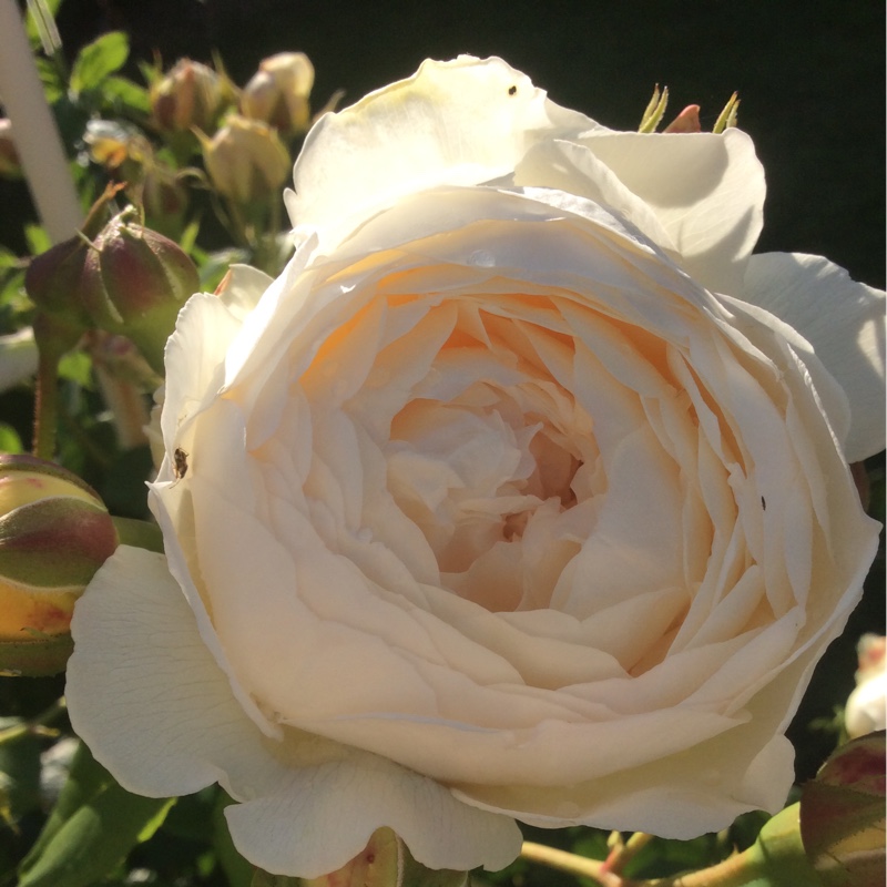 plant image 138467