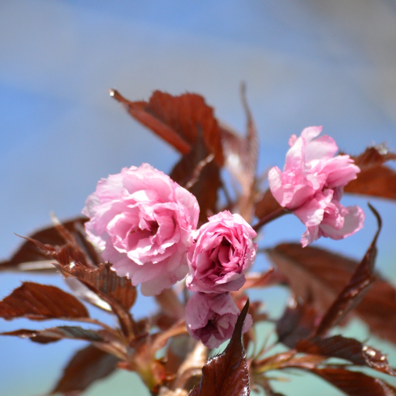 Plant image Prunus Serrulata 'Royal Burgundy'