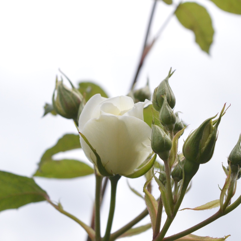 Rosa 'Climbing Iceberg'