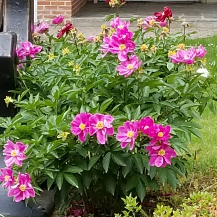 Plant image Primula japonica