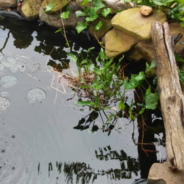 plant image 371687