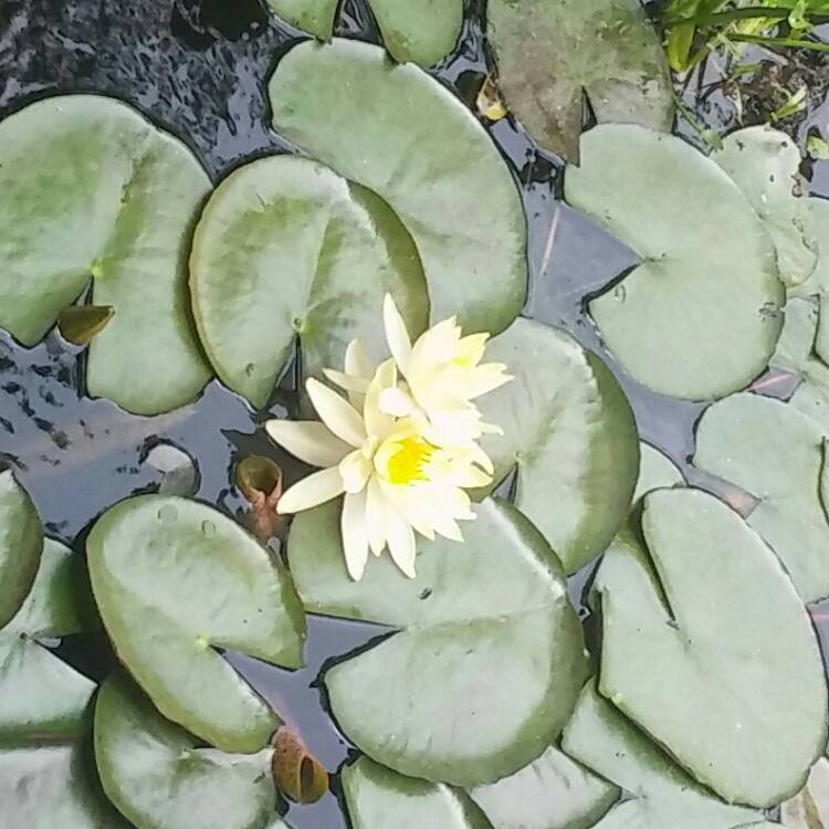 plant image 407319