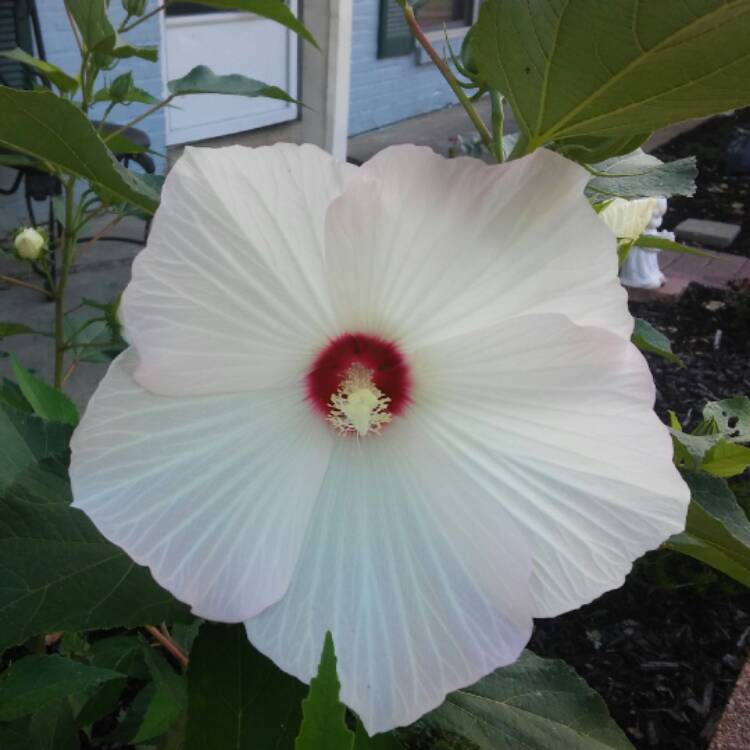 Plant image Alyogyne huegelii