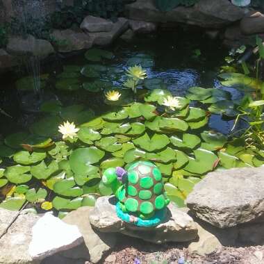 Laura 's garden