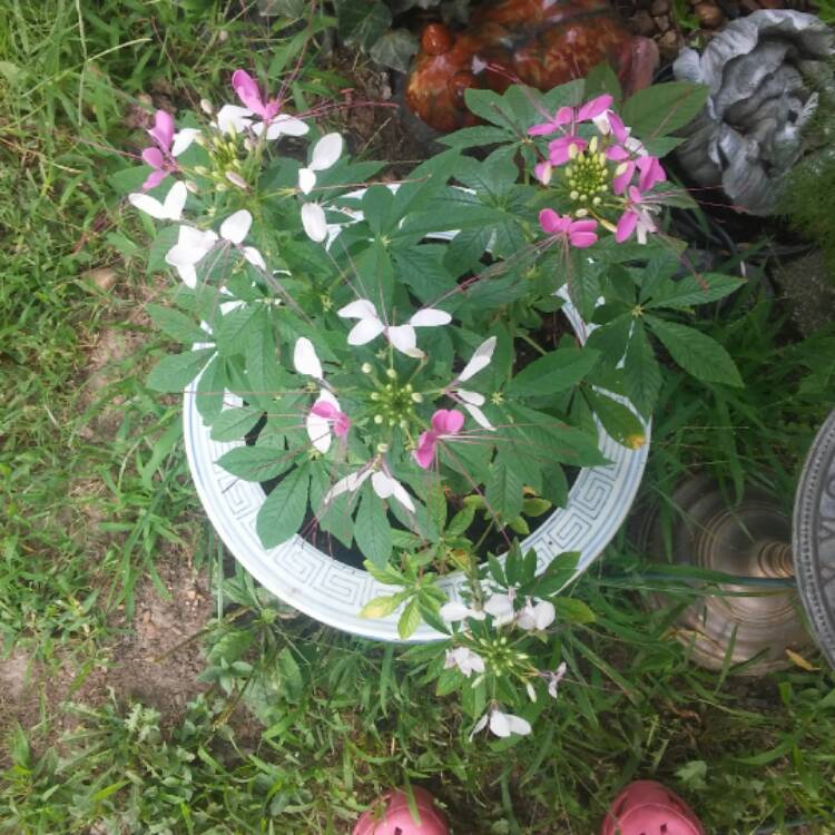 Plant image Cleome hassleriana 'Colour Fountain'