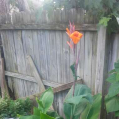 Canna 'Phasion'