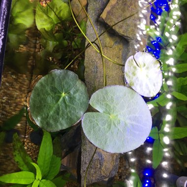 Nymphoides aquatica