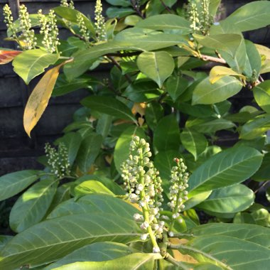Cherry Laurel 'Otto Luyken'