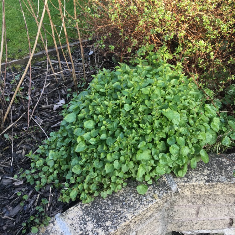 plant image 373275