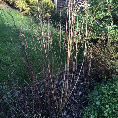 Laura's garden