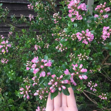 Laura's garden