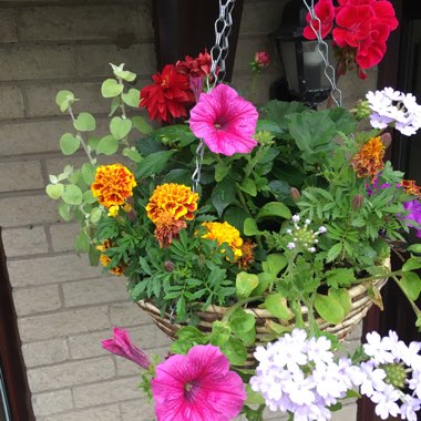 Laura's garden