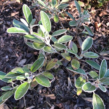 Sunshine plant