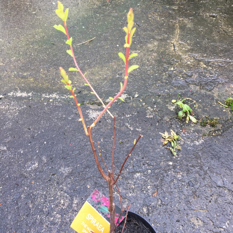 plant image 347418