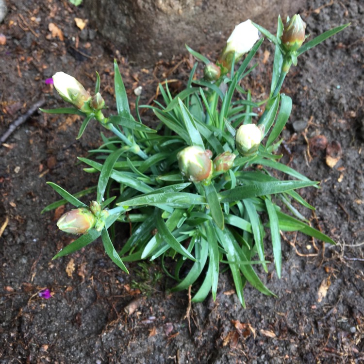 plant image 353885