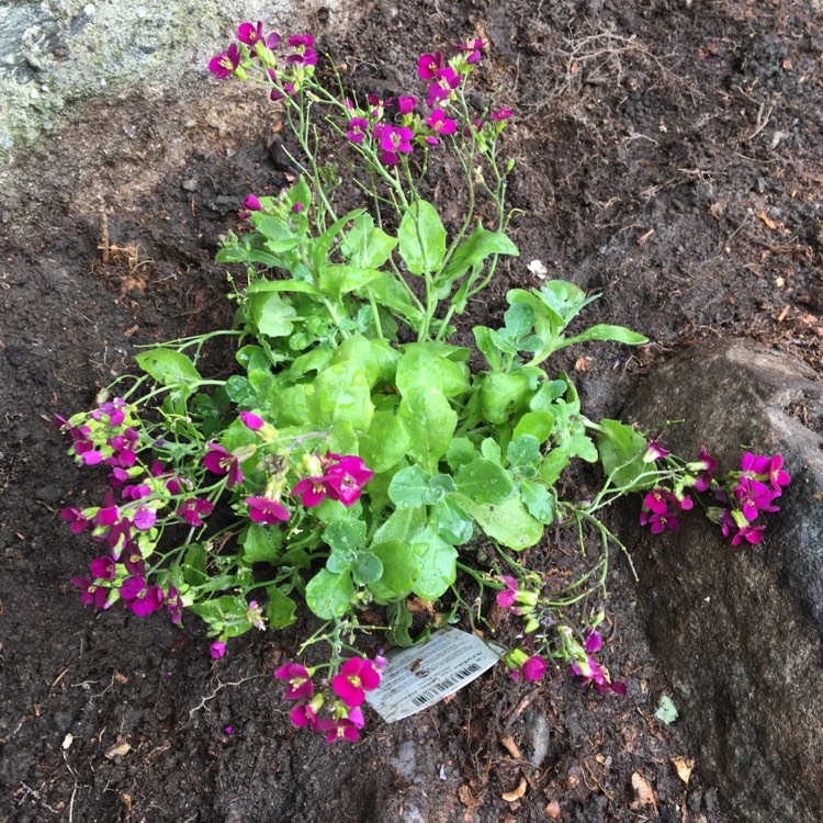 Plant image Arabis alpina subsp. caucasica 'Little Treasure Deep Rose'