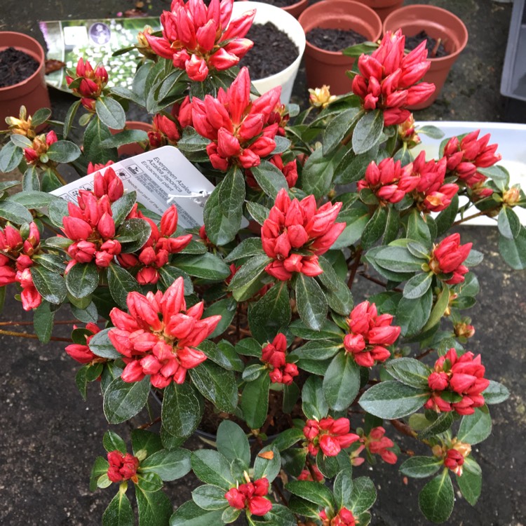 Plant image Rhododendron 'Orange Beauty'