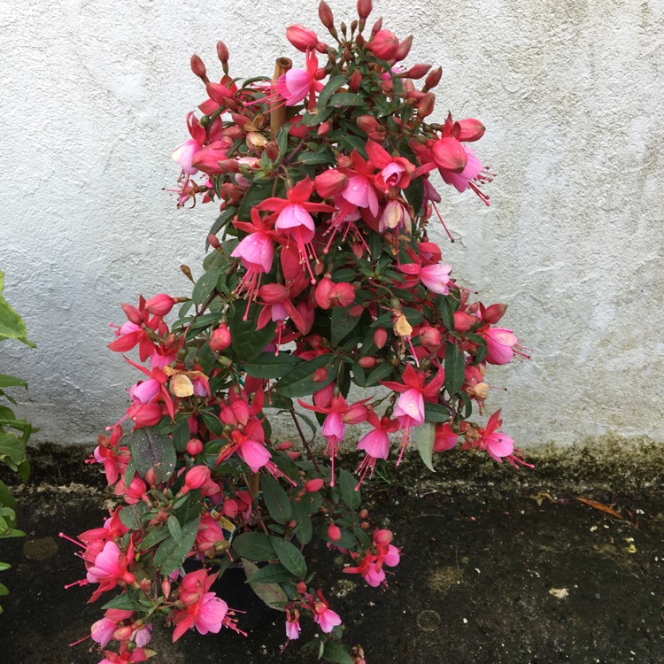 Plant image Fuchsia 'Meike Meuring'