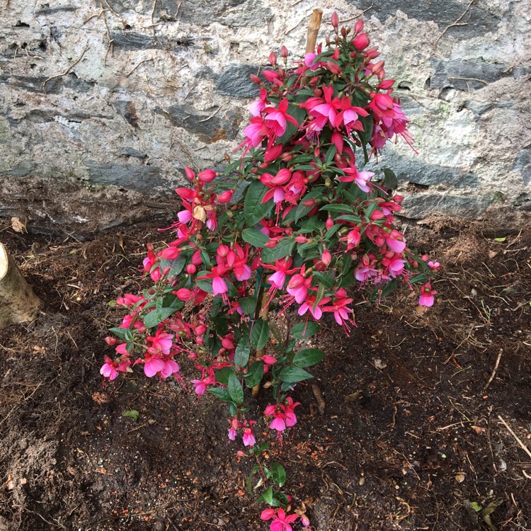 plant image 410532