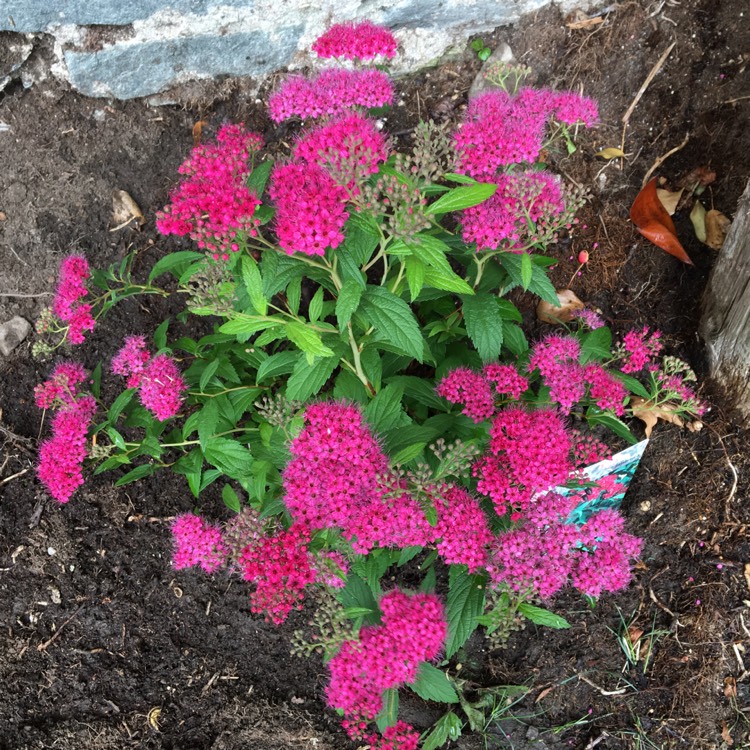 Plant image Spiraea japonica 'Anthony Waterer'