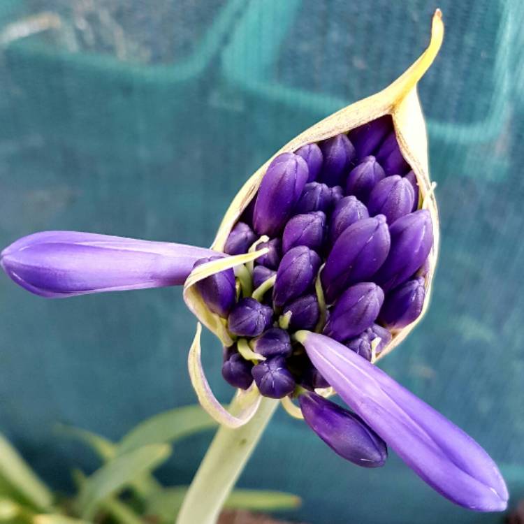 Plant image Agapanthus 'Black Pantha'