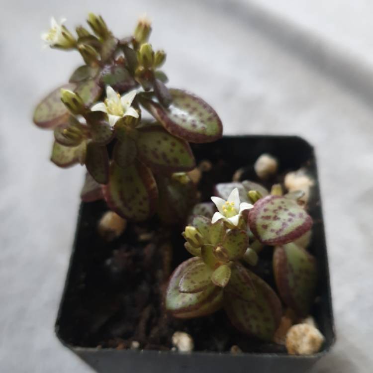 Plant image Crassula Volkensii