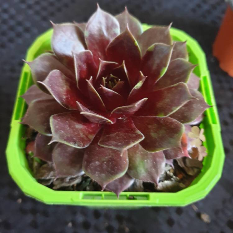 plant image 1166443
