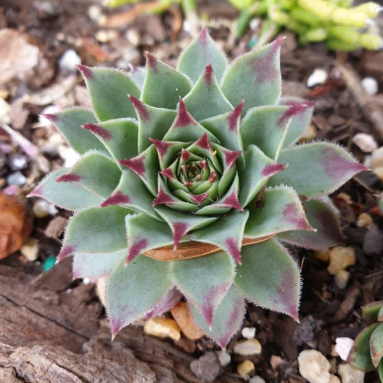 plant image 1170664