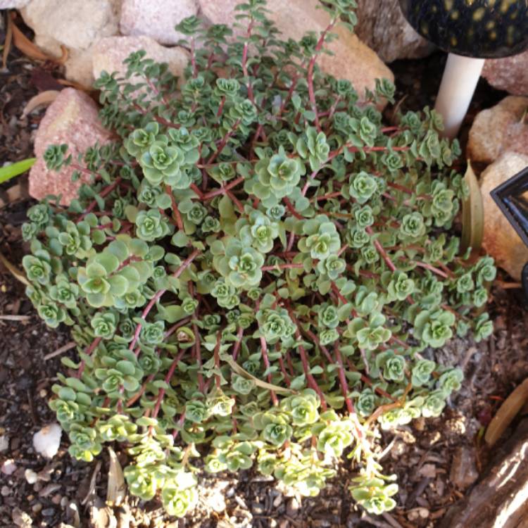 Plant image Sedum makinoi 'Green Blob'
