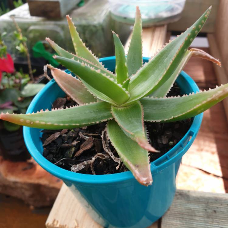 Plant image Aloe Morgan's hybrid