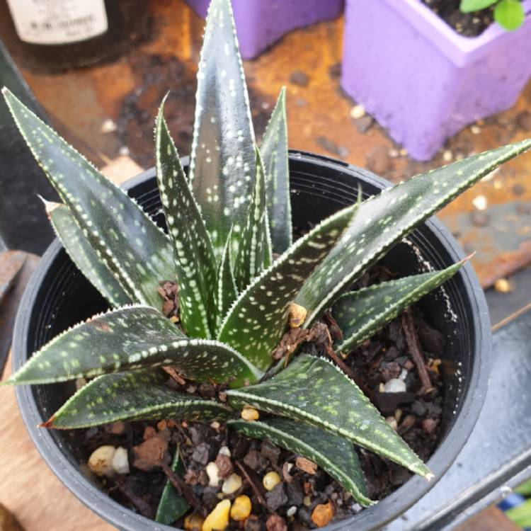 plant image 1179785