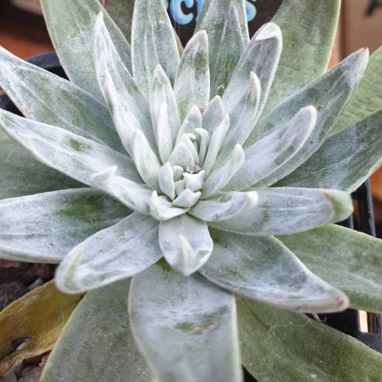 plant image 1180438