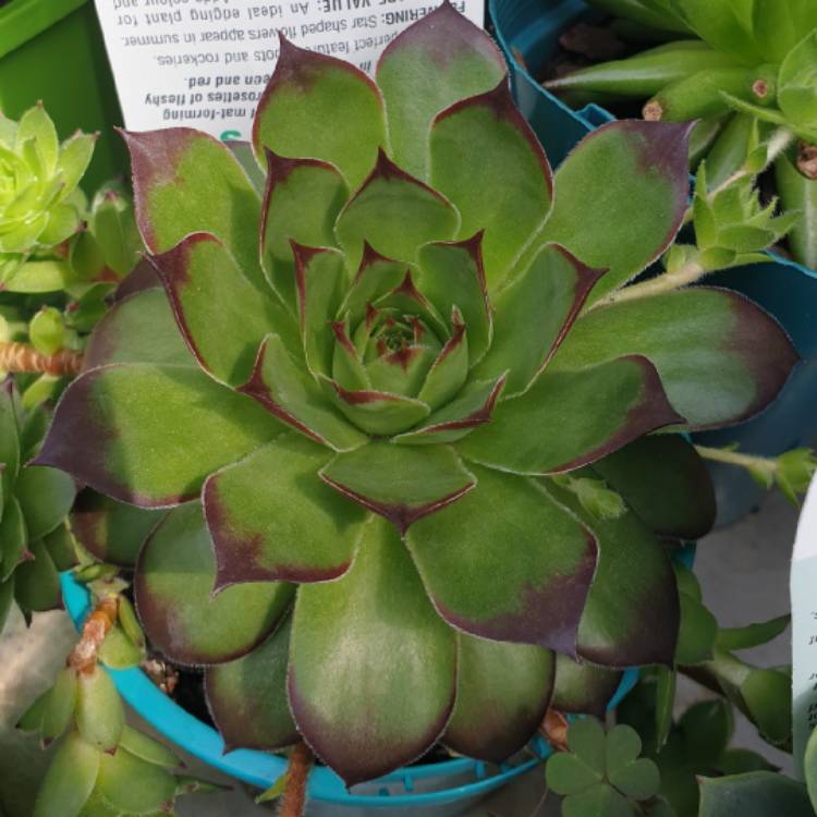 plant image 1180441