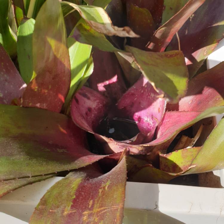 Plant image Neoregelia 'Fall in Love'